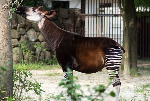 Copenhagen_Zoo.jpg